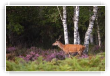 cerf