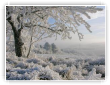 Givre d'or