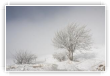 Brume