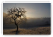 arbre