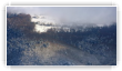 Sapins et Brume