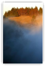 Arbres et Brumes