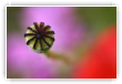 fin d'un coquelicot