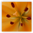 coeur de fleur de lys