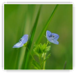Véro à la campagne
