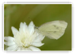 Pureté