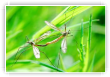 Bien ensemble au milieu des herbes