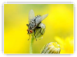 Une mouche tout simplement