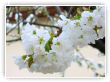 Fleurs de cerisiers