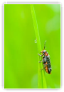 Insecte et rosée