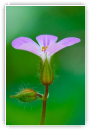 Fleur de printemps
