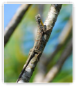 Lézard