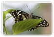 Papillon au petit matin