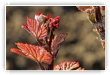 rouge printemps