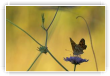 le papillon artiste