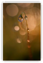 Bonsoir Tristesse
