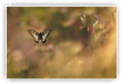 Machaon flottant