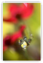 Goutte de printemps
