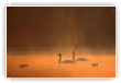Matin des cygnes