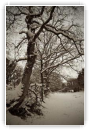 arbre sepia