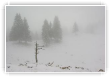 Brume