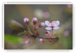 prunus